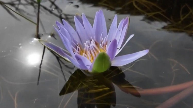 Cape Water Lily returns to Cape Town wetlands