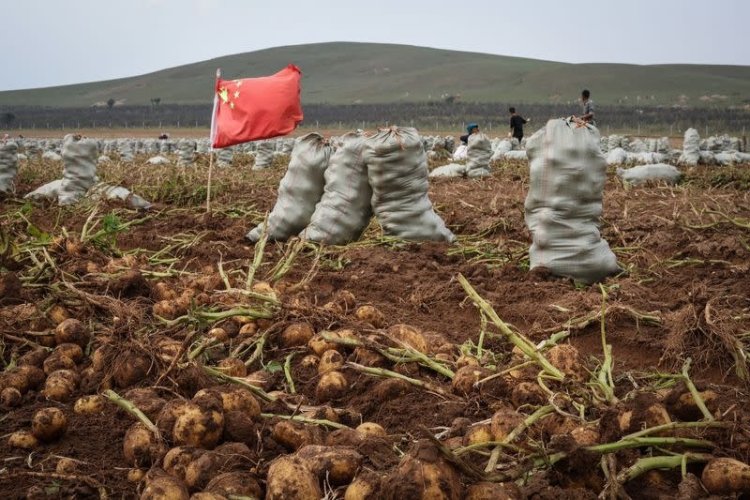 Rising heat threatens global potato yields