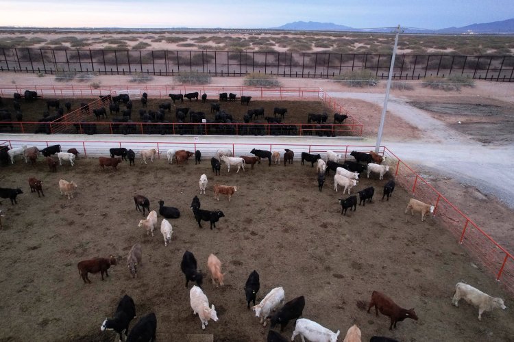 U.S. halts Mexican cattle imports over screwworm case