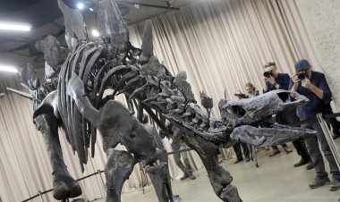 Most complete stegosaurus debuts in NYC