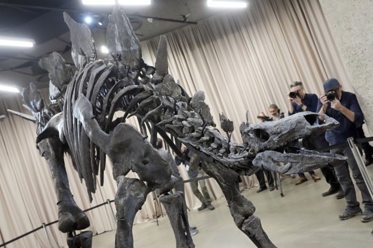 Most complete stegosaurus debuts in NYC