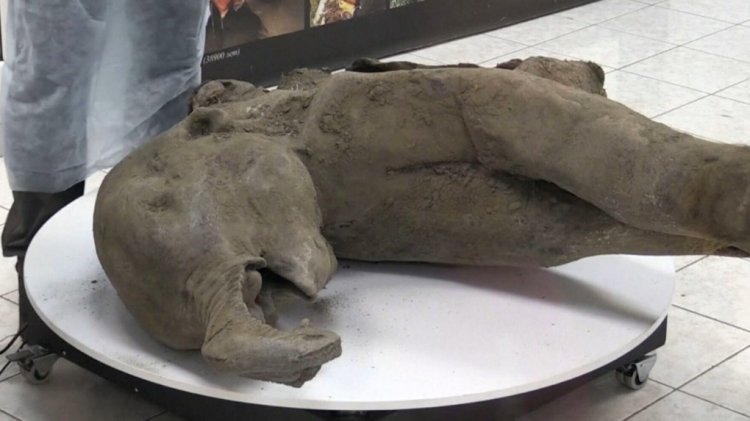 Juvenile mammoth unearthed in Siberian permafrost