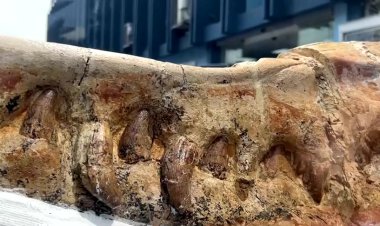 Fossil of ancient shark discovered in Peru