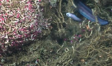 Underwater mountain yields 20 new species