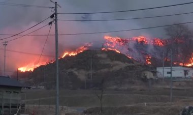 Wildfire in Japan kills one, burns 80 homes