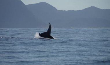 Humpback whales return to Rio coast