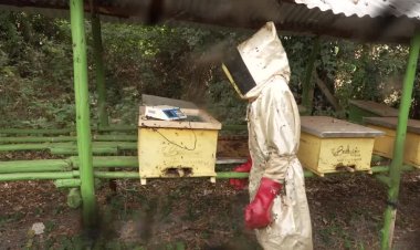 Kenyans seek healing in bee sting therapy