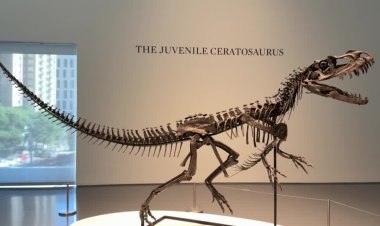 Juvenile dinosaur fossil fetches $30.5M