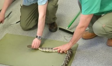 AI-designed proteins boost snakebite treatment