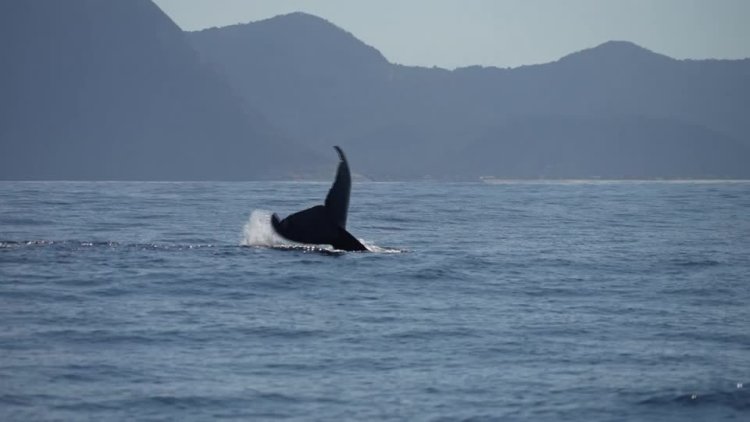 Humpback whales return to Rio coast