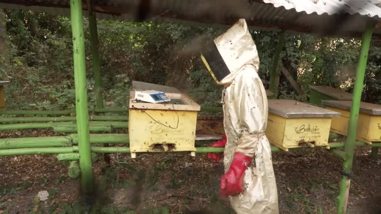 Kenyans seek healing in bee sting therapy