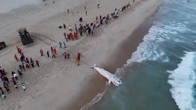 Whale strandings alarm Brazil's coast