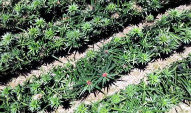 Tangail eyes China for pineapple trade