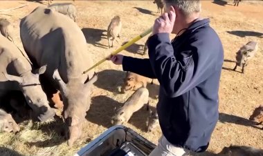 Radioactive rhino horns fight poaching