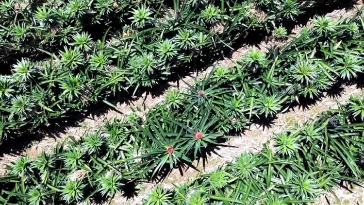 Tangail eyes China for pineapple trade