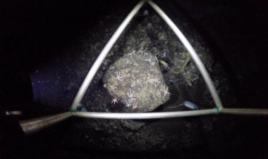 AI accelerates Antarctic seafloor research