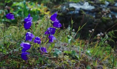 Millennium Seed Bank marks 25 years