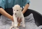 Venezuela zoo welcomes rare white lion cubs