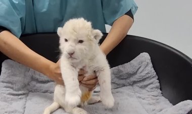 Venezuela zoo welcomes rare white lion cubs
