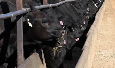 Australia expands grain-fed beef output