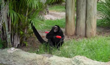 Rio zoo cools animals with ice treats