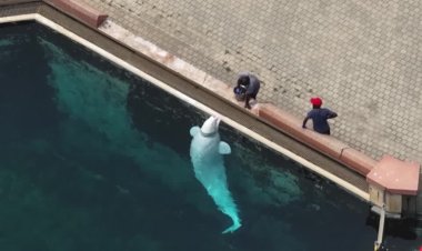 Canada approves beluga export plan