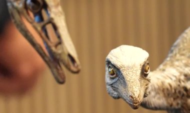 Tiny dinosaur found in Patagonia