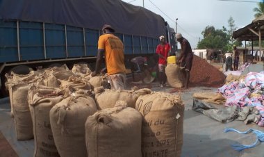 Cocoa piles up in Ivory Coast