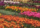 London tulip festival draws crowds