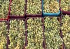 Tunisia's Grombalia begins grape harvest