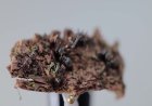 New 'zombie fungi' species found in Mexico