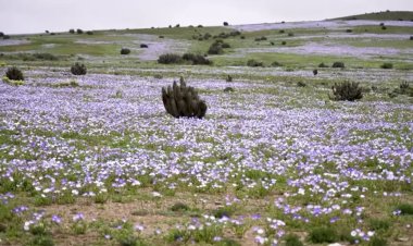 Chile's Atacama Desert bursts into bloom