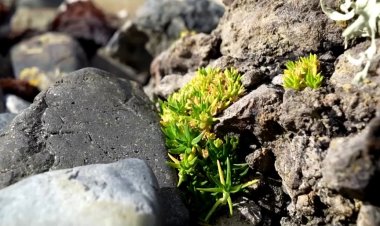 Chilean team maps Antarctic plant genome