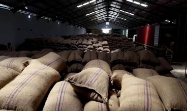 West Africa cocoa faces EU deforestation rules