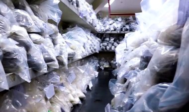 Peru destroys vast drug haul in Lima