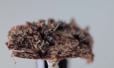 New 'zombie fungi' species found in Mexico