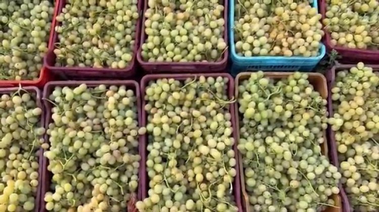 Tunisia's Grombalia begins grape harvest