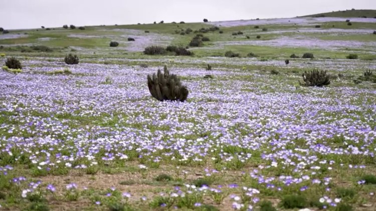 Chile's Atacama Desert bursts into bloom