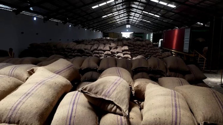 West Africa cocoa faces EU deforestation rules