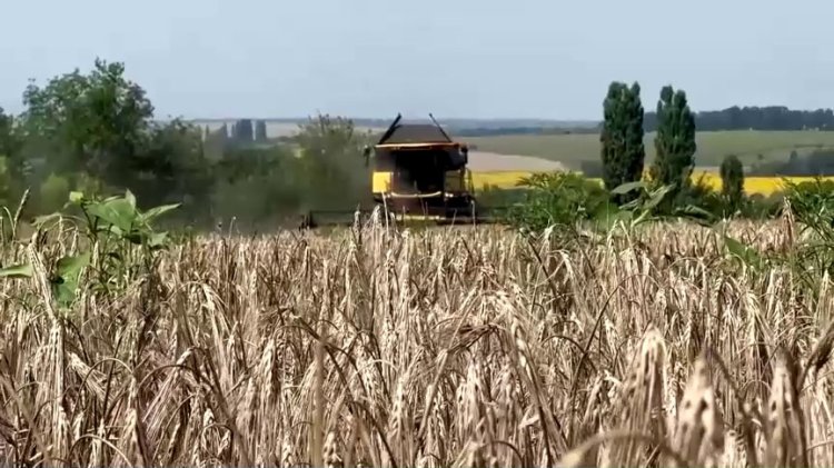 Ukraine's grain exports plunge