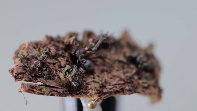 New 'zombie fungi' species found in Mexico