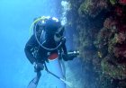 Croatia culls lionfish to protect marine life
