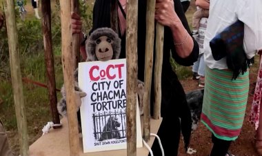 Cape Town's baboon caging plan sparks controversy