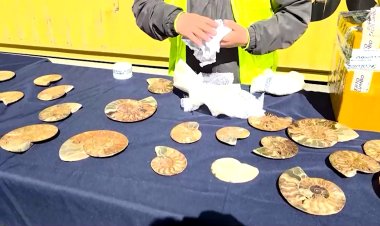 Chile seizes 222 ancient ammonite fossils