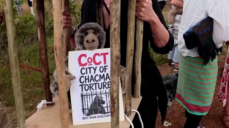 Cape Town's baboon caging plan sparks controversy